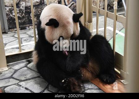 (201124) -- WAKAYAMA, 24 novembre 2020 (Xinhua) -- Panda gigante femminile Rauhin tiene il suo cucciolo maschio in armi al parco a tema Adventure World a Shirahama, Prefettura di Wakayama, Giappone, 22 novembre 2020. Un panda cubano gigante maschile è nato in uno zoo nella prefettura di Wakayama del Giappone occidentale, i media locali hanno riferito Lunedi. Il cub misurava 20.5 centimetri di lunghezza e pesava 157 grammi. Era il diciassettesimo cucciolo consegnato allo zoo. (Adventure World/Handout via Xinhua) Foto Stock