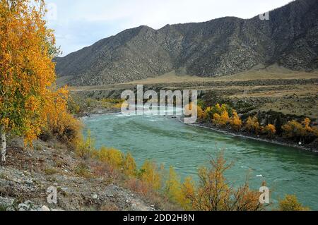 Una betulla, ingiallita d'autunno, sorge sull'alta riva di un bel fiume turchese che scorre attraverso la valle, circondata da alte montagne. Katun Foto Stock