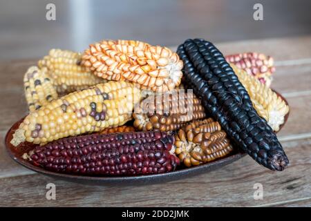 Il Sud America ha più di 55 varietà di mais Foto Stock