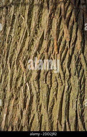 Corteccia della cerris del Quercus, della quercia di tacchino o della quercia austriaca. Texture. Vista astratta. Foto Stock