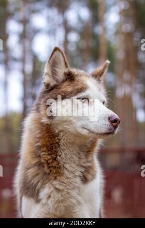 Ritratto di un cane Husky siberiano con occhi blu in natura. Foto Stock