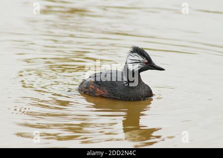 Bel maschio verde tufted bianco nuotare in una laguna a Buenos Aires, Argentina. Foto Stock