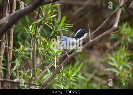 Bello maschio mascherato gnatcatcher appollaiato su un ramo dopo aver forato per insetti per il cibo. Argentina. Foto Stock