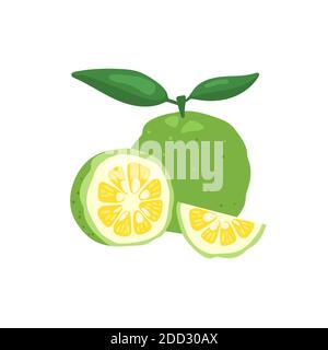 Verde yuzu giapponese citron frutta illustrazione vettore isolato su sfondo bianco. Illustrazione Vettoriale