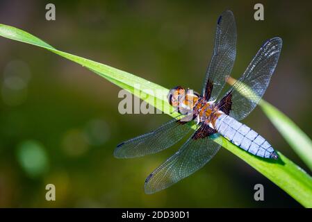 L'imperatore Dragonfly o Anax imperator seduta sulla foglia verde. Foto Stock