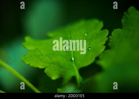 Foglia verde con gocce d'acqua. Scatto macro. Foto Stock