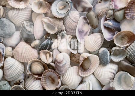 Piccole conchiglie di varie forme e colori con ciottoli di mare. Immagine di sfondo, concetto di natura. Presentato in primo piano. Foto Stock