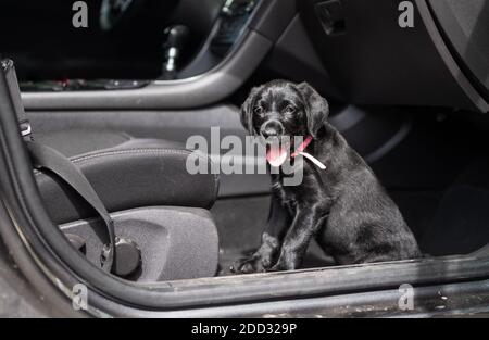 nero carino dog in auto. Foto Stock