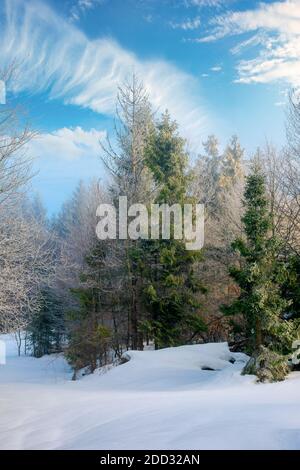 foresta di abete in una mattina nebbiosa. bel paesaggio in inverno. tempo mistico con cielo luminoso. collina coperta di neve Foto Stock