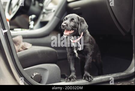 nero carino dog in auto. Foto Stock