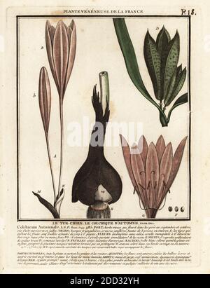 Croco d'autunno, zafferano di prato, Colchicum autumnale. le tue-chien, le colchique d’automne. Incisione su copperplate stampata in tre colori da Pierre Bulliard dal suo Herbier de la France, ou collezione complete des plantes indigenes de ce royaume, Didot jeune, Debure et Belin, 1780-1793. Foto Stock