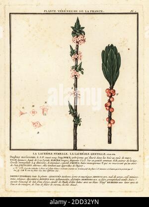 Mezereon, febbraio daphne, alloro spurge o oliva spurge, Daphne mezereum. La laireole femelle, la laireole gentille, Daphne mesereum. Incisione su copperplate stampata in tre colori da Pierre Bulliard dal suo Herbier de la France, Parigi, 1780-93. Foto Stock