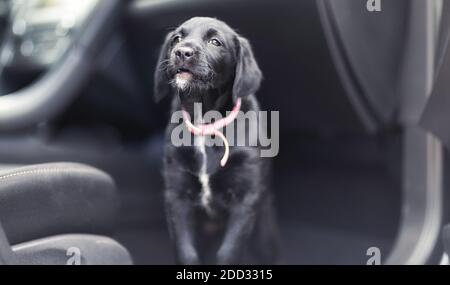 nero carino dog in auto. Foto Stock