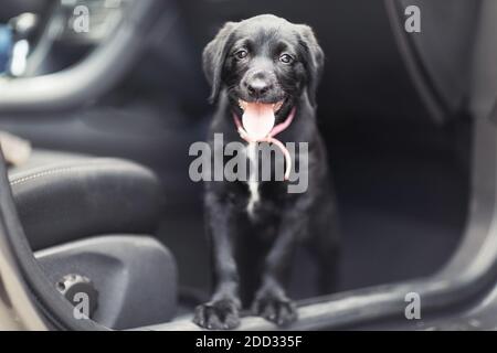 nero carino dog in auto. Foto Stock