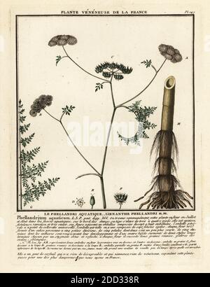 Fineleaf acqua dropwort, Oenantthe aquatica. Le phellandri aquatique, l’enanthel phellandri, Phellandrium aquaticum. Incisione su copperplate stampata in tre colori da Pierre Bulliard dal suo Herbier de la France, ou collezione complete des plantes indigenes de ce royaume, Didot jeune, Debure et Belin, 1780-1793. Foto Stock