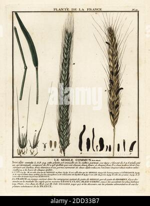 Rye, le seigle commun, Secale cereale. Incisione su copperplate stampata in tre colori da Pierre Bulliard dal suo Herbier de la France, ou collezione complete des plantes indigenes de ce royaume, Didot jeune, Debure et Belin, 1780-1793. Foto Stock