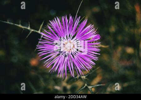 Particolare di un fiore viola isolato di galattiti tomentosa centrata nella foto Foto Stock