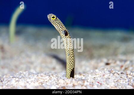 Un'immagine in primo piano di un piccolo Eel Giardino che si erge la sabbia in un acquario Foto Stock