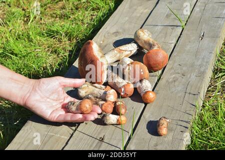 Fungo commestibile con un cappuccio arancione, raccolto nella foresta. Leccinum aurantiacum raccolta di funghi nella foresta. Foto Stock