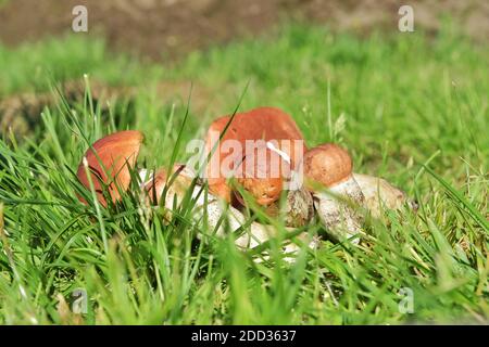 Fungo commestibile con un cappuccio arancione, raccolto nella foresta. Leccinum aurantiacum raccolta di funghi nella foresta. Funghi commestibili nel Nord Foto Stock
