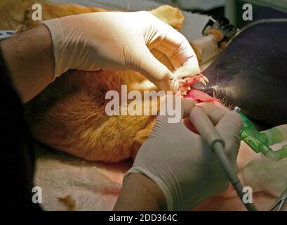 Un veterinario esperto che esegue la chirurgia dentale su una casa domestica cat Foto Stock