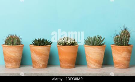 Cinque succulenti e cactus in vasi di fiori di terracotta su una mensola , banner con sfondo blu cielo Foto Stock