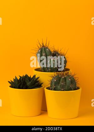 Tre diverse piccole piante succulente e cactus in fiore giallo pentole su sfondo giallo Foto Stock