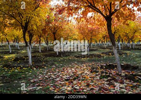 Chang fiori rossi, le tombe Ming a Pechino changping città sette Kong Qiao strada sul lato est Foto Stock