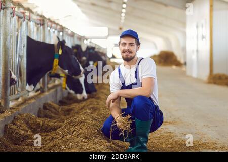 Felice agricoltore sorridente che guarda la macchina fotografica seduto in fienile con nutrire mucche in background Foto Stock