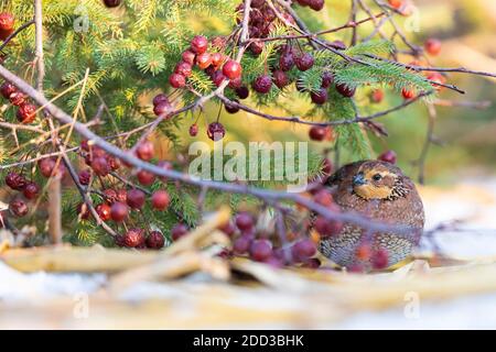 Bobwhite quail in un primo giorno invernale in Kansas Foto Stock