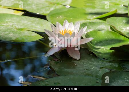 Lotuses rosa fioriscono su un laghetto ornamentale nel giardino. Fiore di loto Marliacea Rosea o acqua rosa giglio lat. Ninfea. Sfondo floreale naturale. Brig Foto Stock