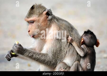 Scimmia e il suo bambino sulla schiena Foto Stock
