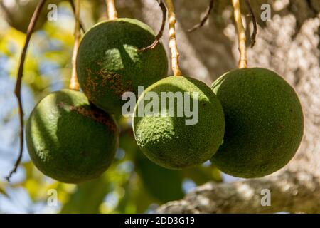 Quattro avocadi sferici di Reed che crescono su un albero (persea americana) in un frutteto in Queensland, Australia. Frutta grande, rotonda, pesante. Foto Stock