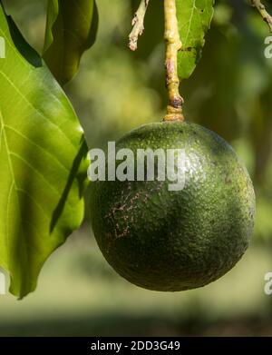 Avocado singolo sferico Reed (persea americana) che cresce in un frutteto nel Queensland, Australia. Frutta grande, rotonda, pesante. Foto Stock