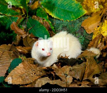 Ferret, mustela putorius furo, femmina in piedi su foglie cadute Foto Stock