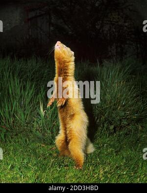 Ferret, mustela putorius furo, Adulti in piedi sulle gambe posteriori Foto Stock