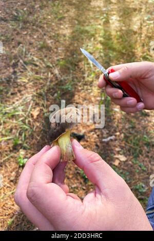 Raccolti funghi di foresta nelle mani. Mano maschile tenere il fresco delizioso fungo e coltello. Natura della foresta d'autunno. Foto Stock
