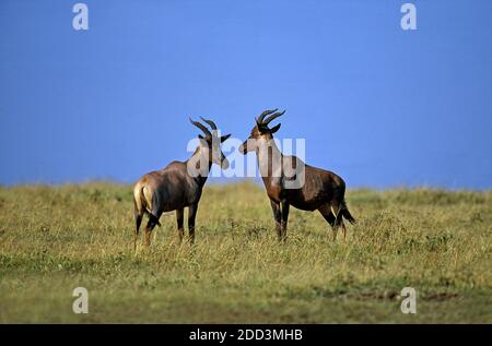 Topi, damaliscus korrigum, adulti, Masai Mara Park in Kenya Foto Stock