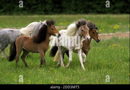 Americano di cavalli in miniatura, allevamento di adulti Foto Stock