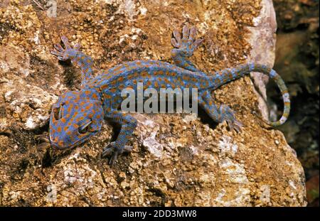 Tokay Gecko, gekko Gecko, Adulti in piedi sulla roccia, mangiare insetto Foto Stock