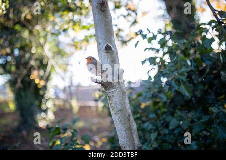 Maestoso robin in piedi sul piccolo ramo di un albero Foto Stock