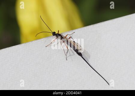 La vespa femminile di Ichneumon con un lungo ovipositor cammina su una carta bianca rigata fino ad un fiore giallo sfocato. Complesso dolicomitico, sottofamiglia Pimplinae Foto Stock