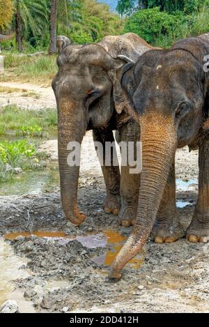 Bagno con elefanti al Santuario della Casa degli Elefanti di Krabi - Thailandia. Destinazione di viaggio nella zona di Krabi - 27 gennaio 2020 Foto Stock