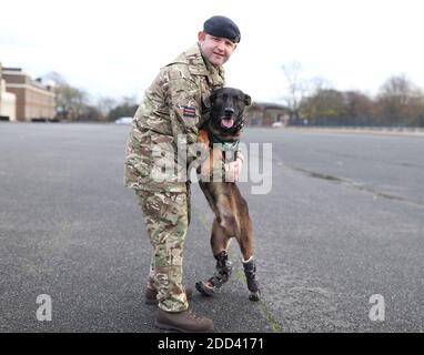 Un gestore di cani militari in funzione con Kuno, un pastore belga di quattro anni Malinois e un cane da lavoro militare, a Woolwich Barracks a Londra, con la sua medaglia PDSA Dickin per il valore, il premio più alto che ogni animale può ricevere mentre serve in conflitto militare. Kuno ha ricevuto il premio dopo essere stato ferito in azione mentre salvava eroicamente la vita delle forze britanniche che combattevano al Qaeda. Foto Stock