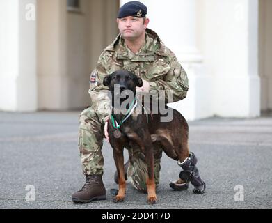 Un gestore di cani militari in funzione con Kuno, un pastore belga di quattro anni Malinois e un cane da lavoro militare, a Woolwich Barracks a Londra, con la sua medaglia PDSA Dickin per il valore, il premio più alto che ogni animale può ricevere mentre serve in conflitto militare. Kuno ha ricevuto il premio dopo essere stato ferito in azione mentre salvava eroicamente la vita delle forze britanniche che combattevano al Qaeda. Foto Stock