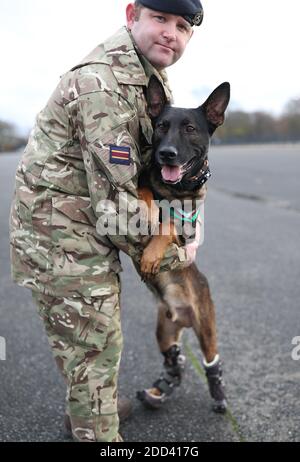 Un gestore di cani militari in funzione con Kuno, un pastore belga di quattro anni Malinois e un cane da lavoro militare, a Woolwich Barracks a Londra, con la sua medaglia PDSA Dickin per il valore, il premio più alto che ogni animale può ricevere mentre serve in conflitto militare. Kuno ha ricevuto il premio dopo essere stato ferito in azione mentre salvava eroicamente la vita delle forze britanniche che combattevano al Qaeda. Foto Stock