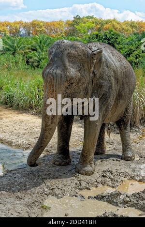 Bagno con elefanti al Santuario della Casa degli Elefanti di Krabi - Thailandia. Destinazione di viaggio nella zona di Krabi - 27 gennaio 2020 Foto Stock