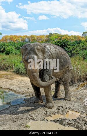 Bagno con elefanti al Santuario della Casa degli Elefanti di Krabi - Thailandia. Destinazione di viaggio nella zona di Krabi - 27 gennaio 2020 Foto Stock