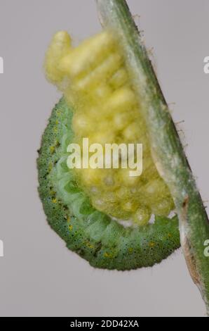 Cocooni della vespa Cotesia glomeratus con i resti di una farfalla di caterpillar Pieris rapae parassitizzata morta. Gran Canaria. Isole Canarie. Spagna. Foto Stock