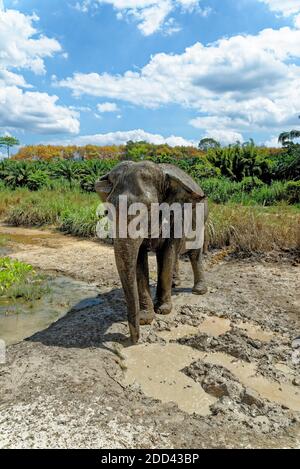 Bagno con elefanti al Santuario della Casa degli Elefanti di Krabi - Thailandia. Destinazione di viaggio nella zona di Krabi - 27 gennaio 2020 Foto Stock